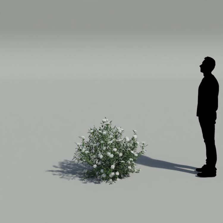 Spurge of Margadiles islet small 01 - Image rendue 2