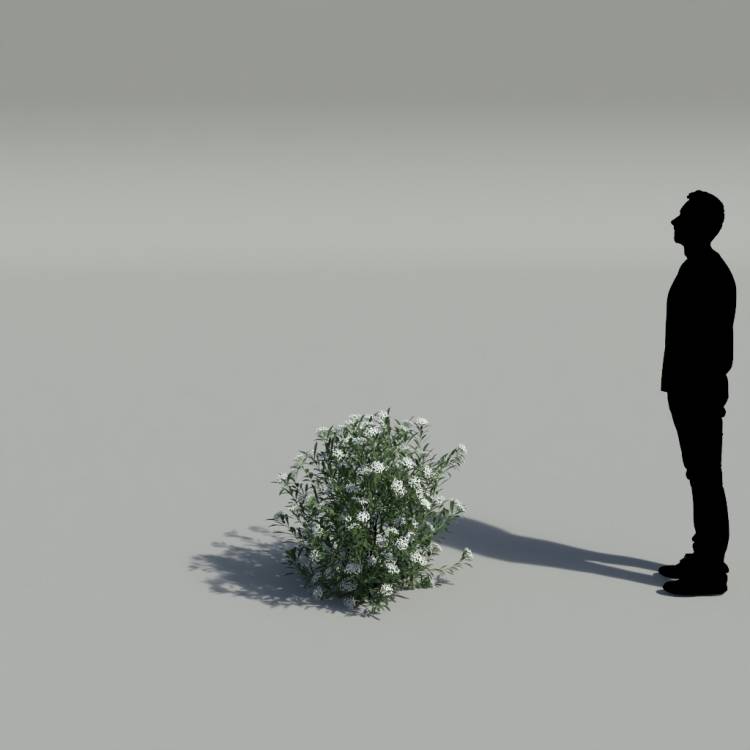 Spurge of Margadiles islet small 02 - Image rendue 2