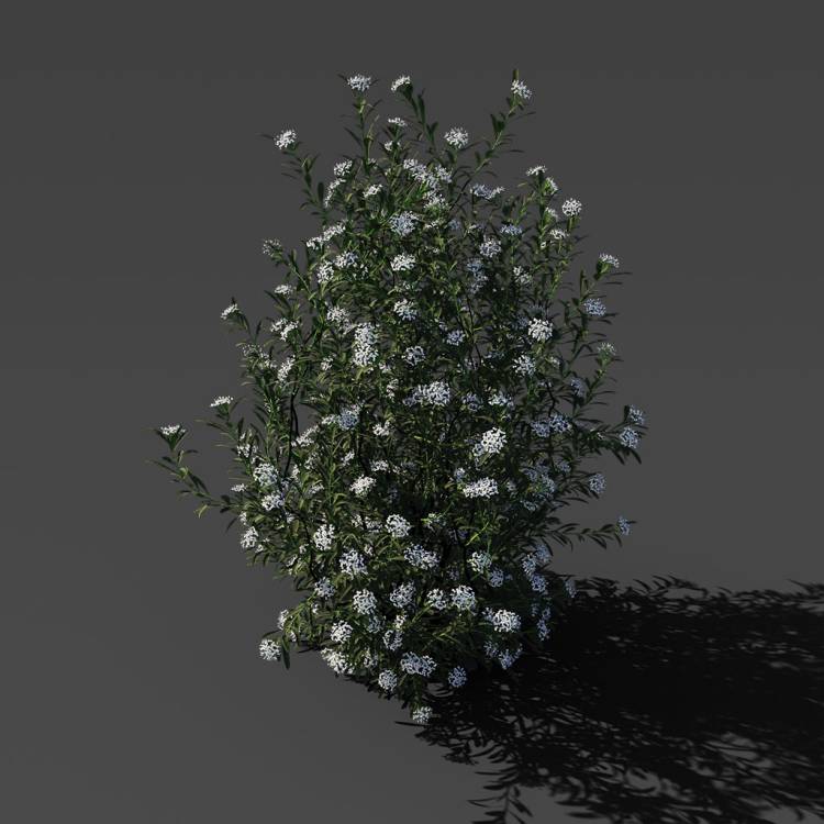 Spurge of Margadiles islet big 01 - Image rendue 1