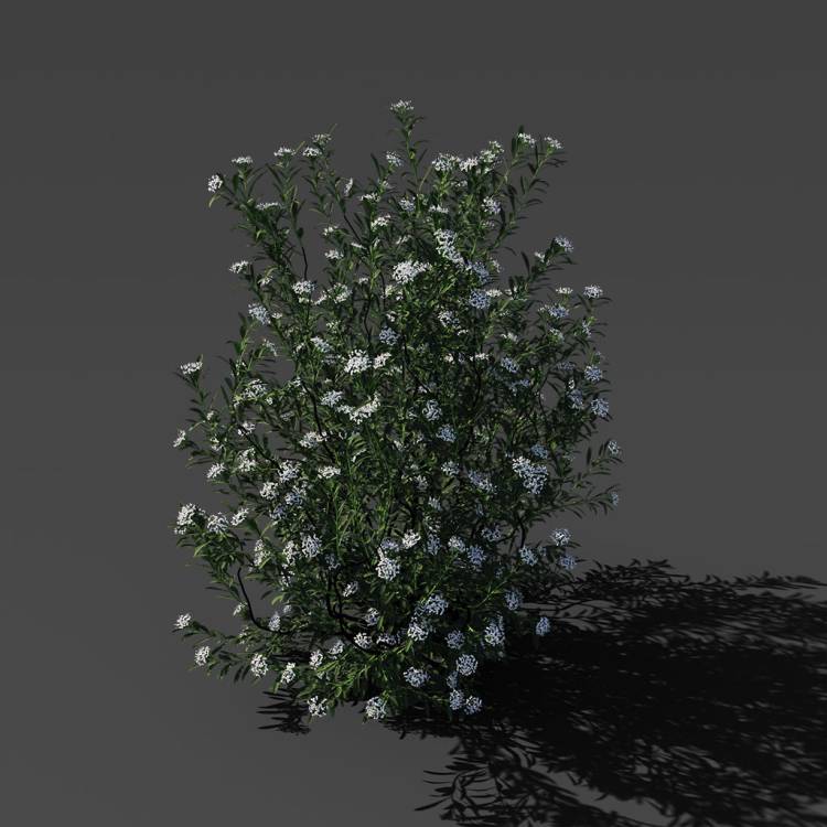Spurge of Margadiles islet big 02 - Rendered Image 1
