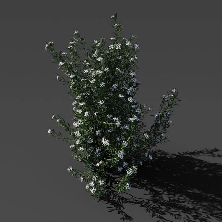 Spurge of Margadiles islet big 03 - Imagen renderizada 1