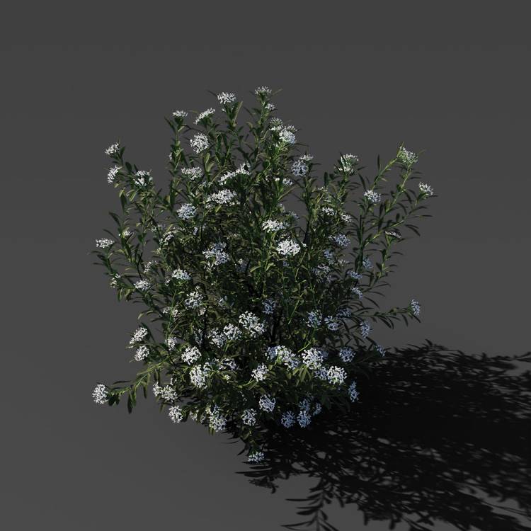 Spurge of Margadiles islet medium 01 - Imagen renderizada 1