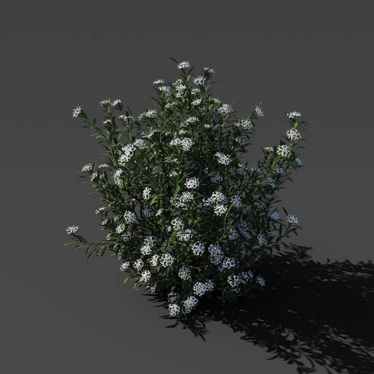 Spurge of Margadiles islet medium 02 - Image rendue 1