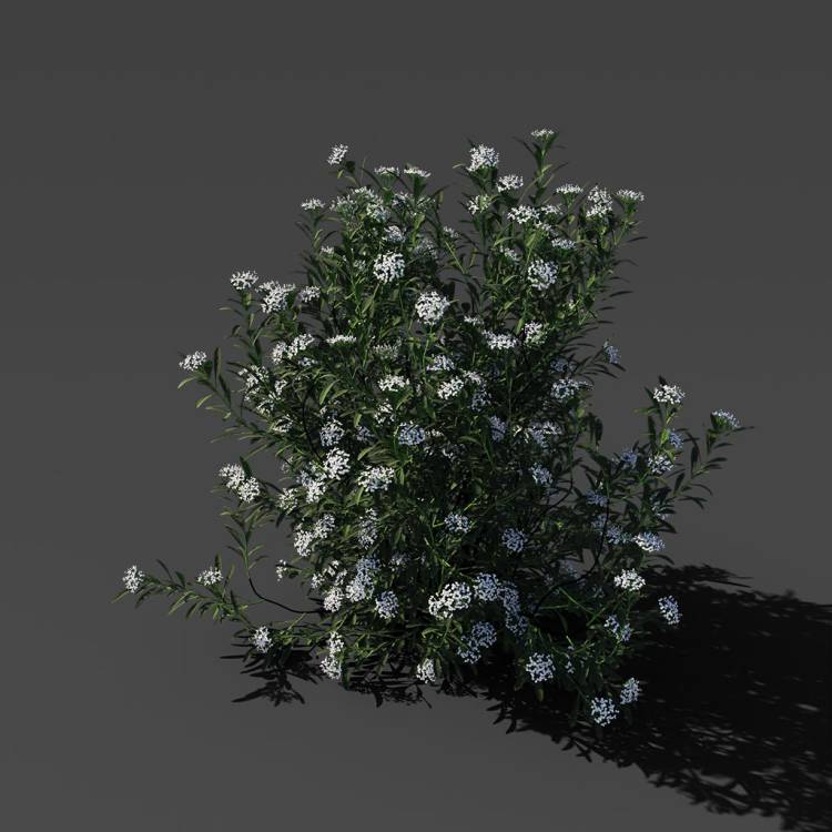 Spurge of Margadiles islet medium 03 - Image rendue 1