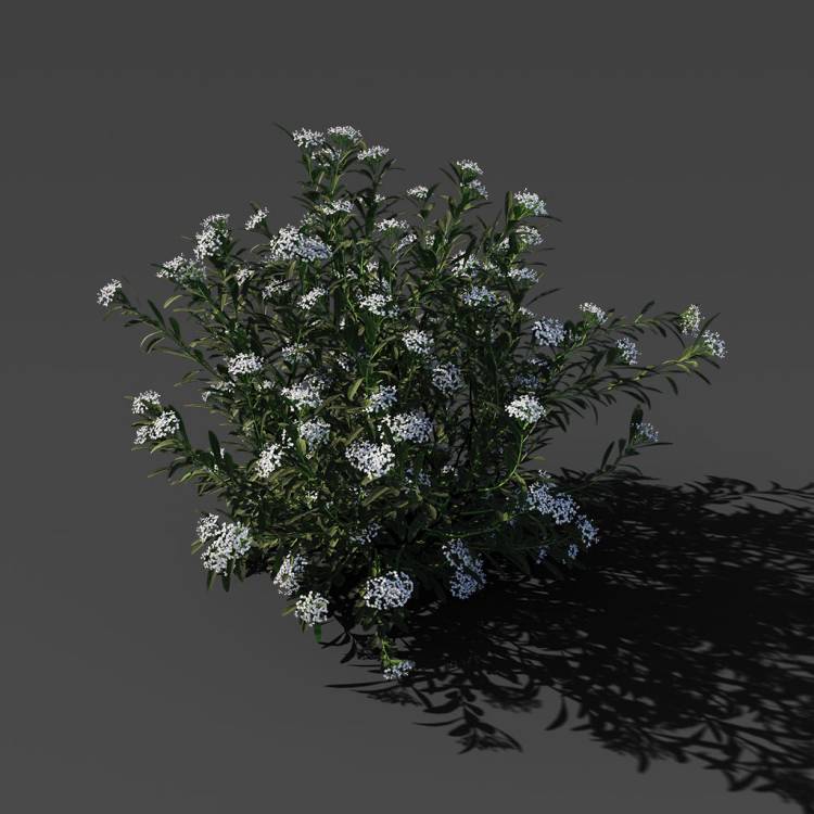 Spurge of Margadiles islet small 01 - Image rendue 1