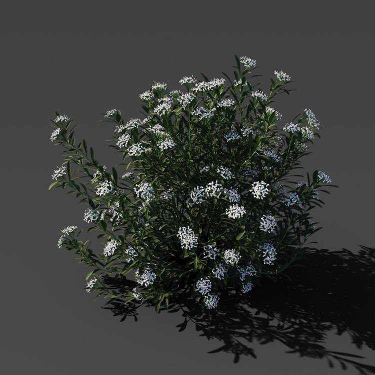 Spurge of Margadiles islet small 02 - Image rendue 1