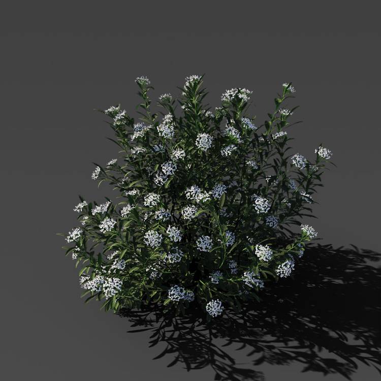 Spurge of Margadiles islet small 03 - Image rendue 1