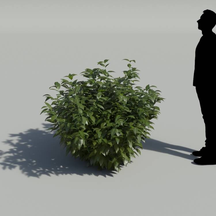 Belize Sage No Flowers Bush 1 - Image rendue 1