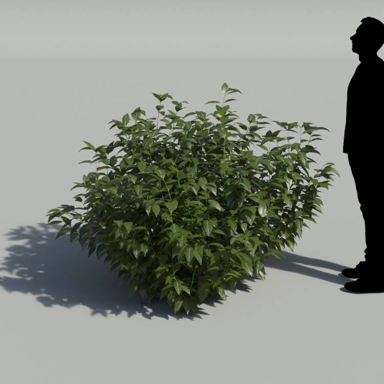 Belize Sage No Flowers Bush 2 - Image rendue 1