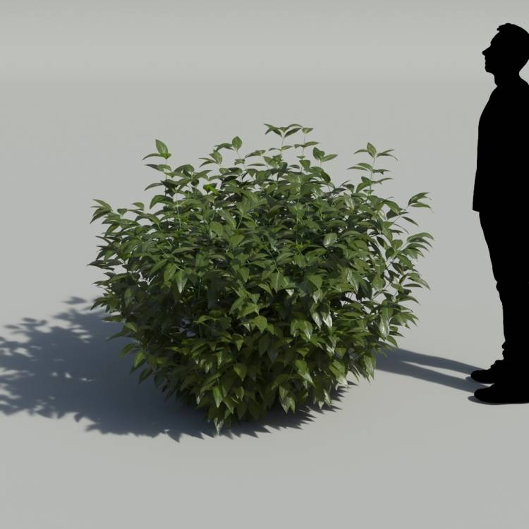 Belize Sage No Flowers Bush 3 - Рендерированное изображение 1