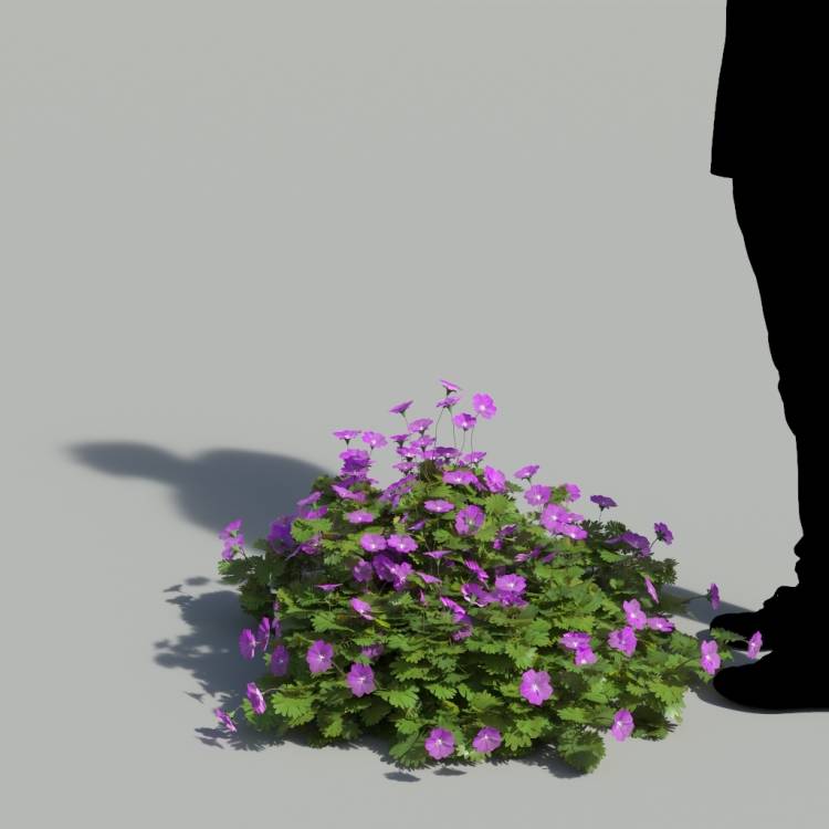 Bloody Crane's-bil Flowering Bush 1 - Рендерированное изображение 1