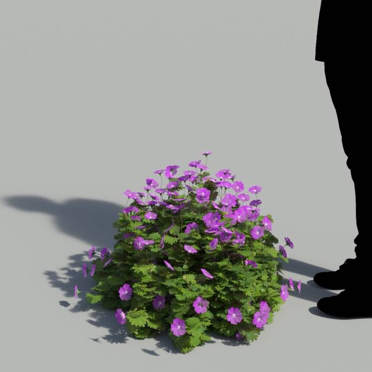 Bloody Crane's-bil Flowering Bush 2 - Рендерированное изображение 1