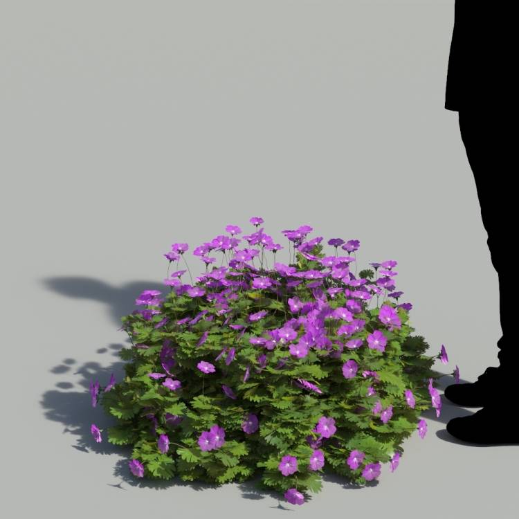 Bloody Crane's-bil Flowering Bush 3 - Rendered Image 1