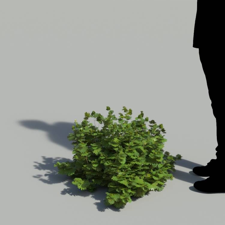 Bloody Crane's-bil No Flowers Bush 1 - Рендерированное изображение 1