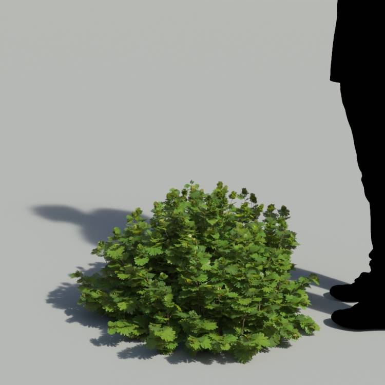 Bloody Crane's-bil No Flowers Bush 3 - Image rendue 1