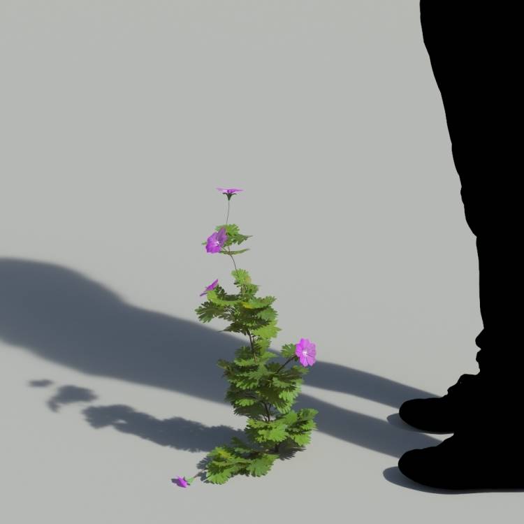 Bloody Crane's-bil Single Flowering Plant 1 - Рендерированное изображение 1