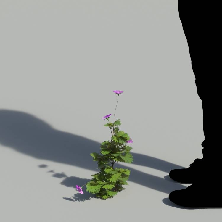 Bloody Crane's-bil Single Flowering Plant 2 - Рендерированное изображение 1