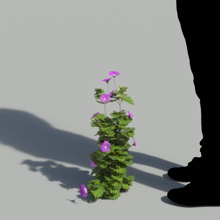 Bloody Crane's-bil Single Flowering Plant 3 - Рендерированное изображение 1