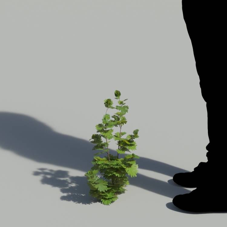 Bloody Crane's-bil Single Plant 1 - Рендерированное изображение 1