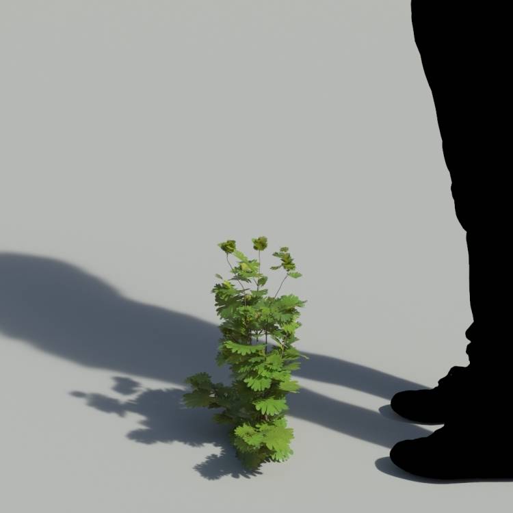 Bloody Crane's-bil Single Plant 2 - Рендерированное изображение 1