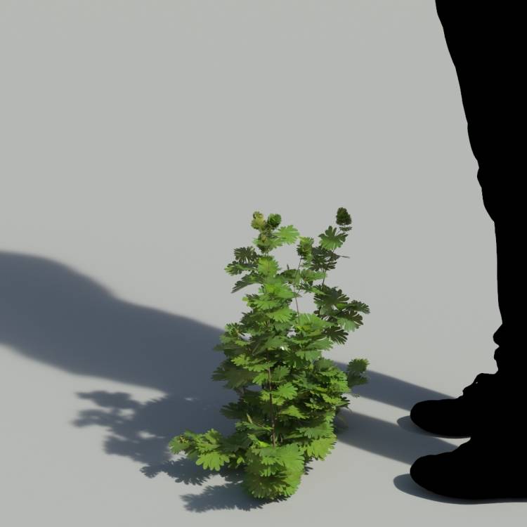 Bloody Crane's-bil Single Plant 3 - Рендерированное изображение 1