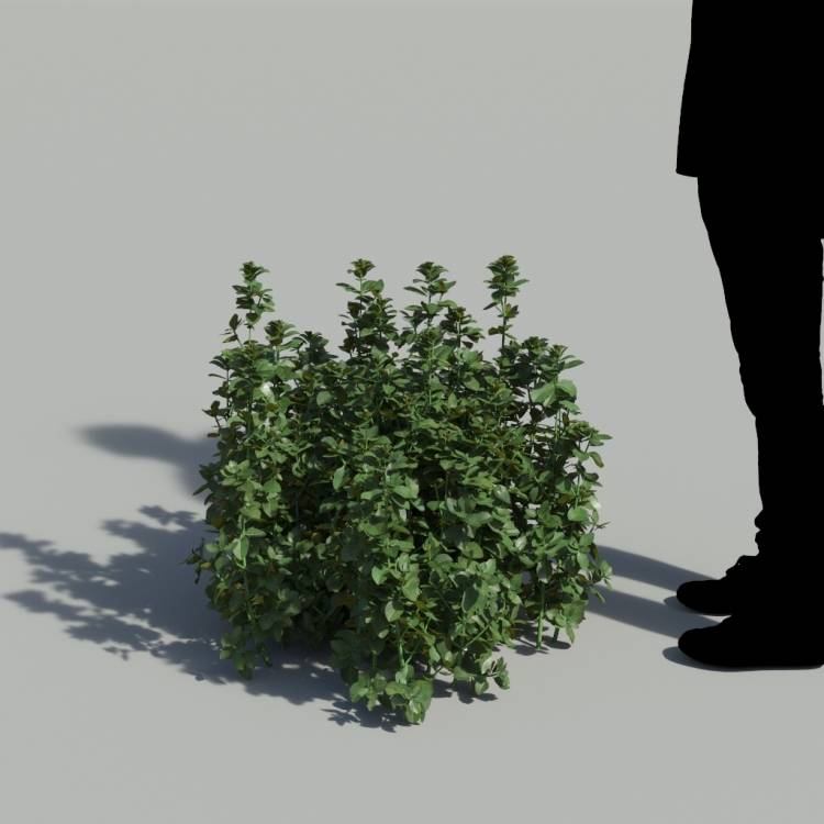 Bush Violet No Flowers Bush 1 - Imagen renderizada 1