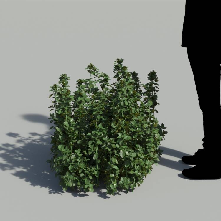 Bush Violet No Flowers Bush 2 - Image rendue 1