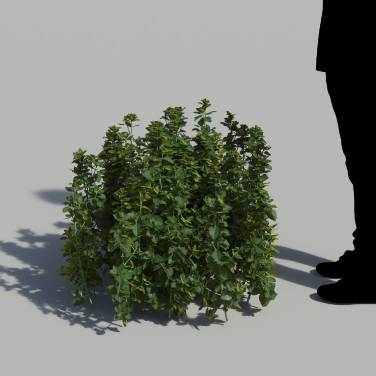 Bush Violet No Flowers Bush 3 - Image rendue 1