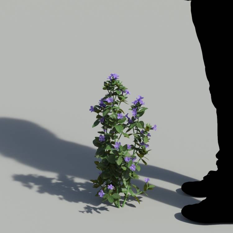 Bush Violet Single Flowering Plant 1 - Image rendue 1