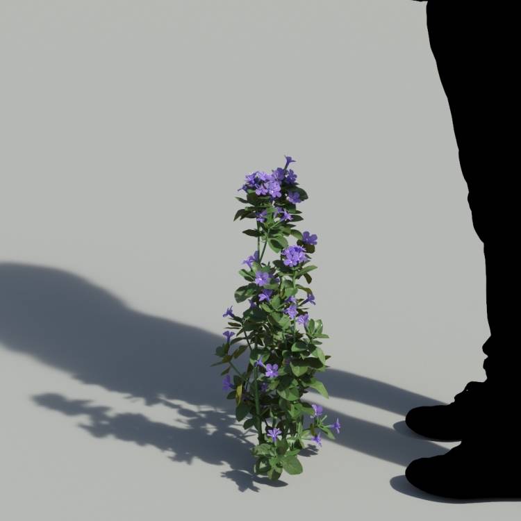 Bush Violet Single Flowering Plant 2 - Image rendue 1