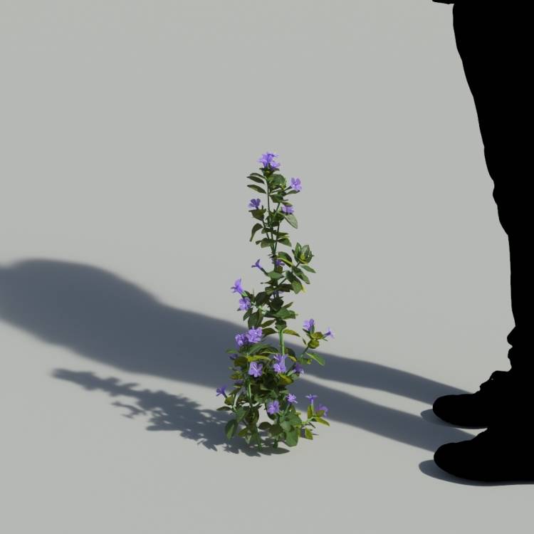 Bush Violet Single Flowering Plant 3 - Рендерированное изображение 1