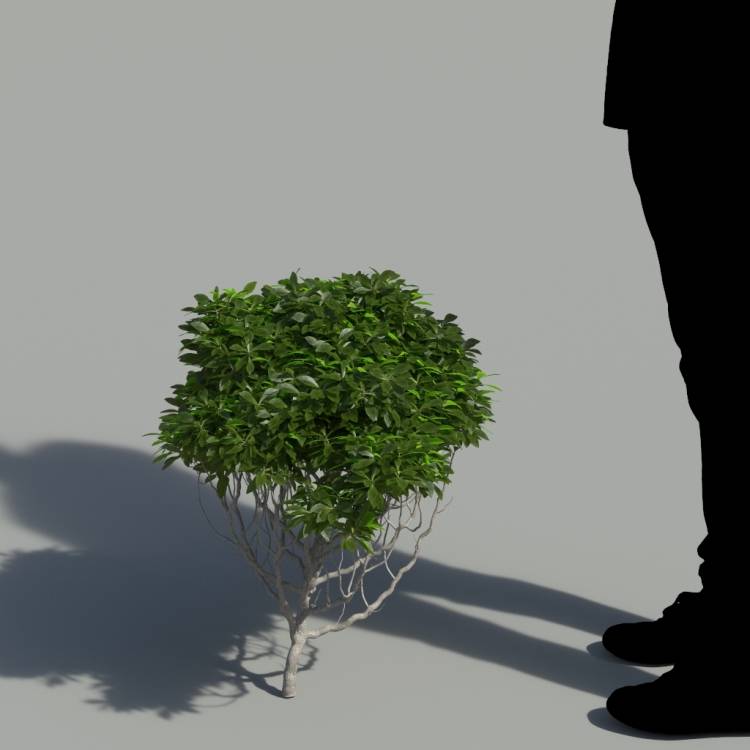 Canary Scabiosa No Flowers Bush 1 - Image rendue 1