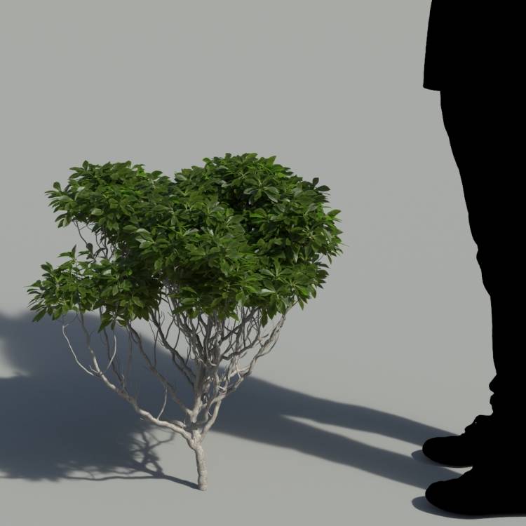 Canary Scabiosa No Flowers Bush 2 - Рендерированное изображение 1