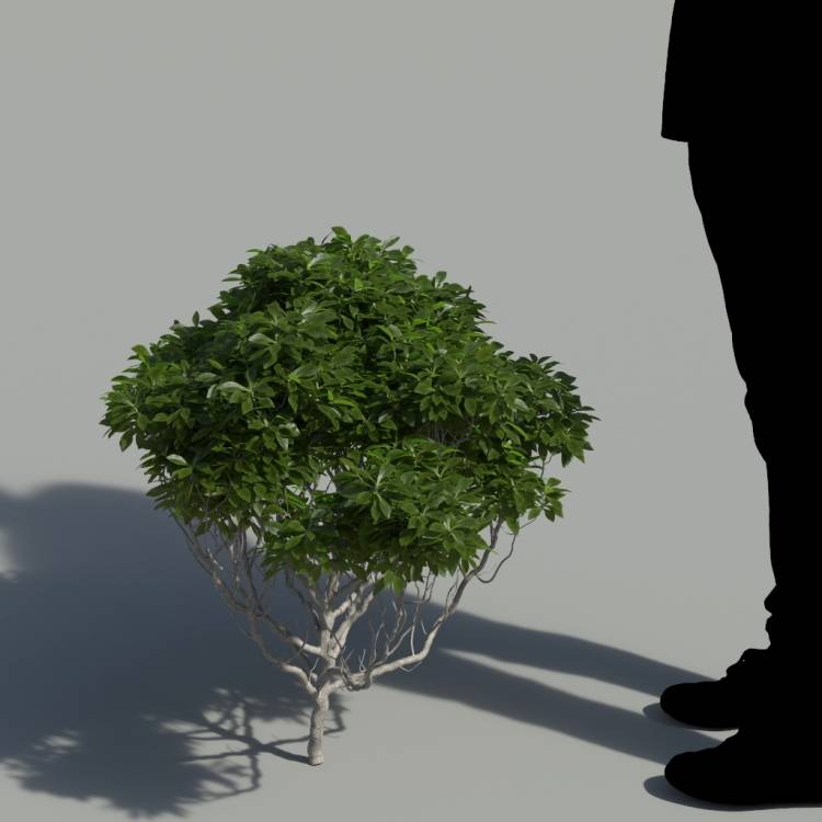 Canary Scabiosa No Flowers Bush 3 - Image rendue 1