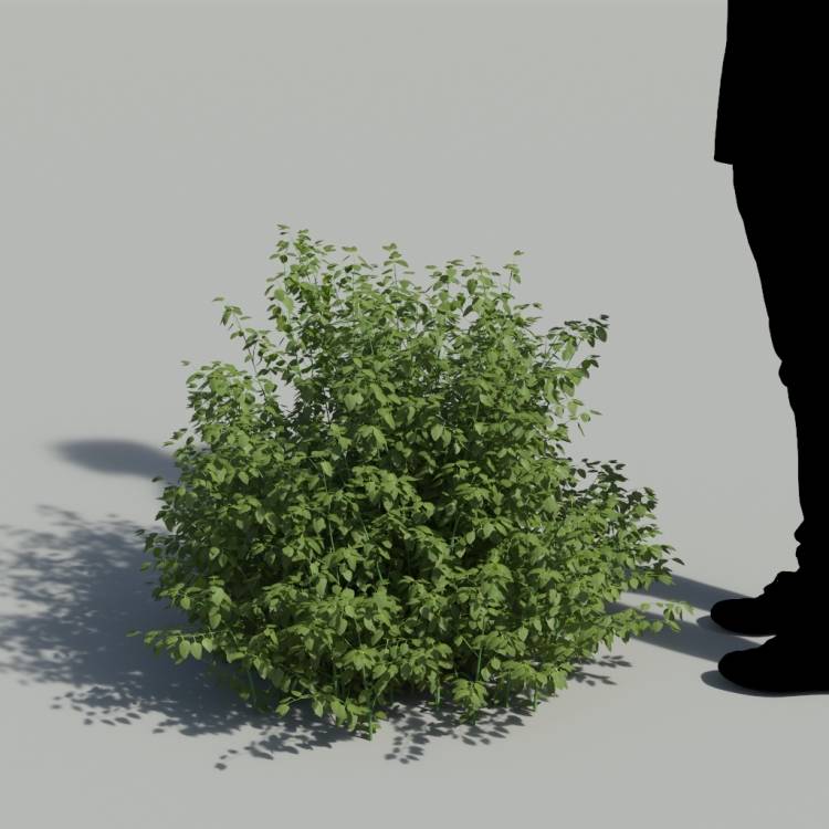 Cardinal Sage No Flowers Bush 1 - Рендерированное изображение 1