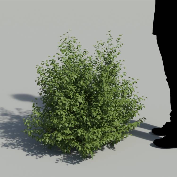 Cardinal Sage No Flowers Bush 2 - Image rendue 1