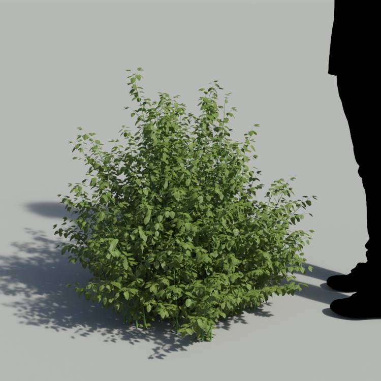 Cardinal Sage No Flowers Bush 3 - Rendered Image 1