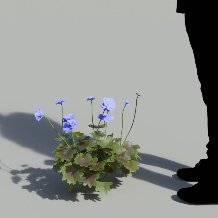 Garden Geranium Single Blue Plant 1 - Рендерированное изображение 1