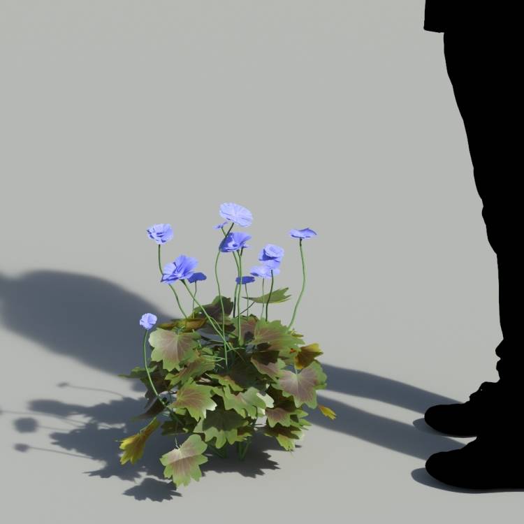 Garden Geranium Single Blue Plant 2 - Рендерированное изображение 1