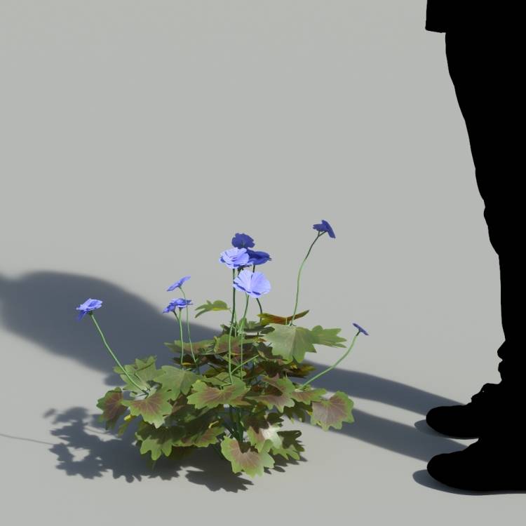 Garden Geranium Single Blue Plant 3 - Рендерированное изображение 1