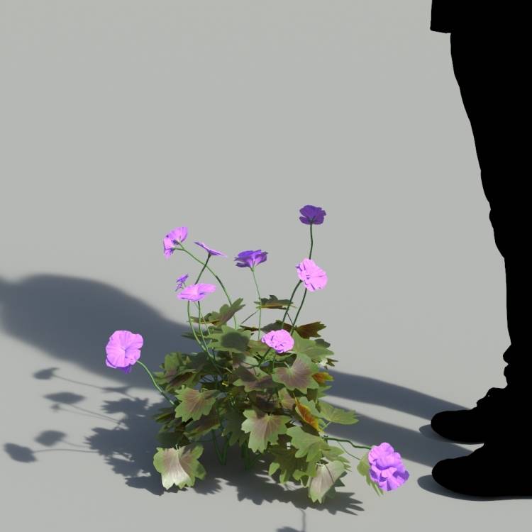 Garden Geranium Single Purple Plant 1 - Rendered Image 1