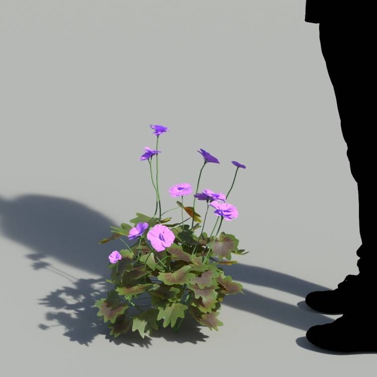Garden Geranium Single Purple Plant 2 - Рендерированное изображение 1