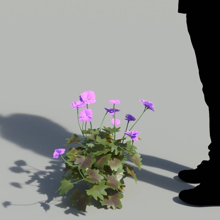 Garden Geranium Single Purple Plant 3 - Рендерированное изображение 1