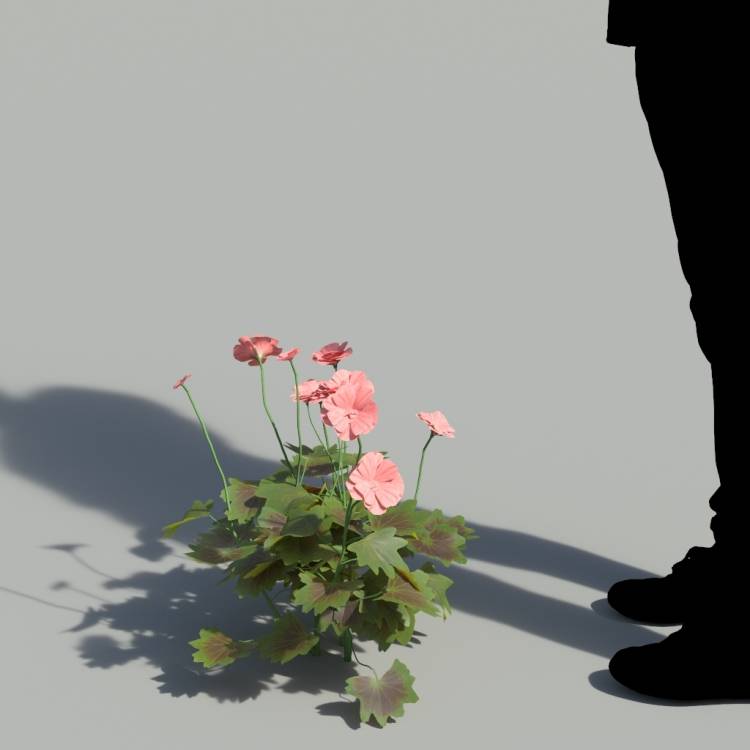 Garden Geranium Single Red Plant 1 - Image rendue 1