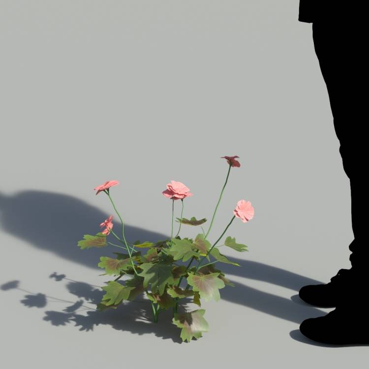 Garden Geranium Single Red Plant 2 - Rendered Image 1