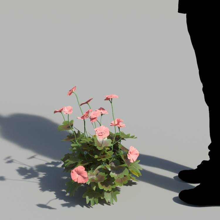 Garden Geranium Single Red Plant 3 - Image rendue 1