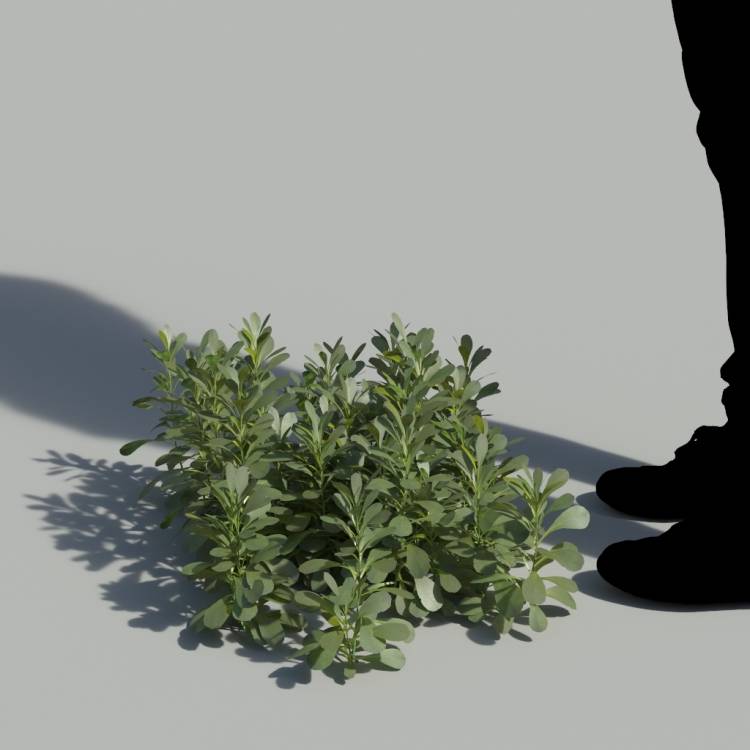Pallenis Maritima No Flowers Bush 1 - Рендерированное изображение 1