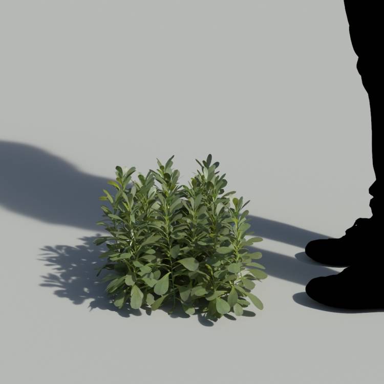 Pallenis Maritima No Flowers Bush 2 - Image rendue 1