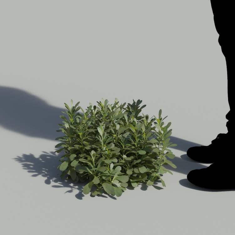 Pallenis Maritima No Flowers Bush 3 - Рендерированное изображение 1