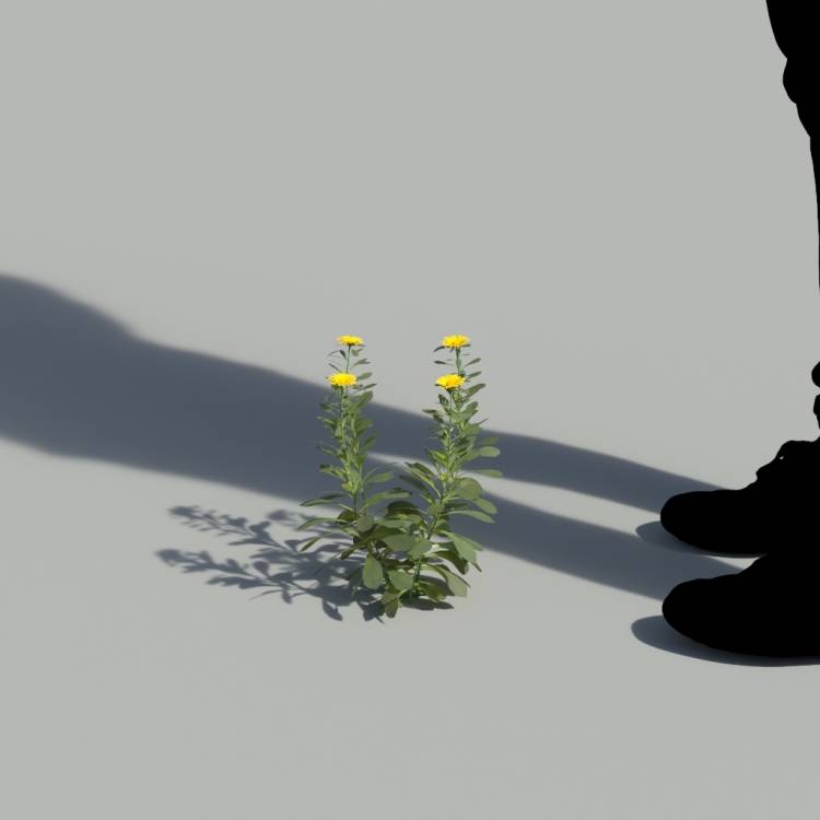 Pallenis Maritima Single Flowering Plant 1 - Рендерированное изображение 1